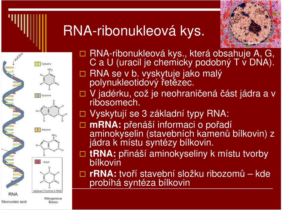 Vyskytují se 3 základní typy RNA: mrna: přenáší informaci o pořadí aminokyselin (stavebních kamenů bílkovin) z jádra k