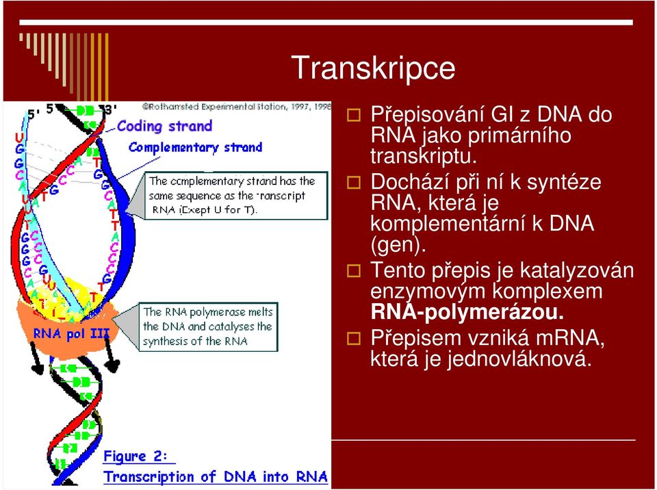 Dochází při ní k syntéze RNA, která je komplementární k DNA