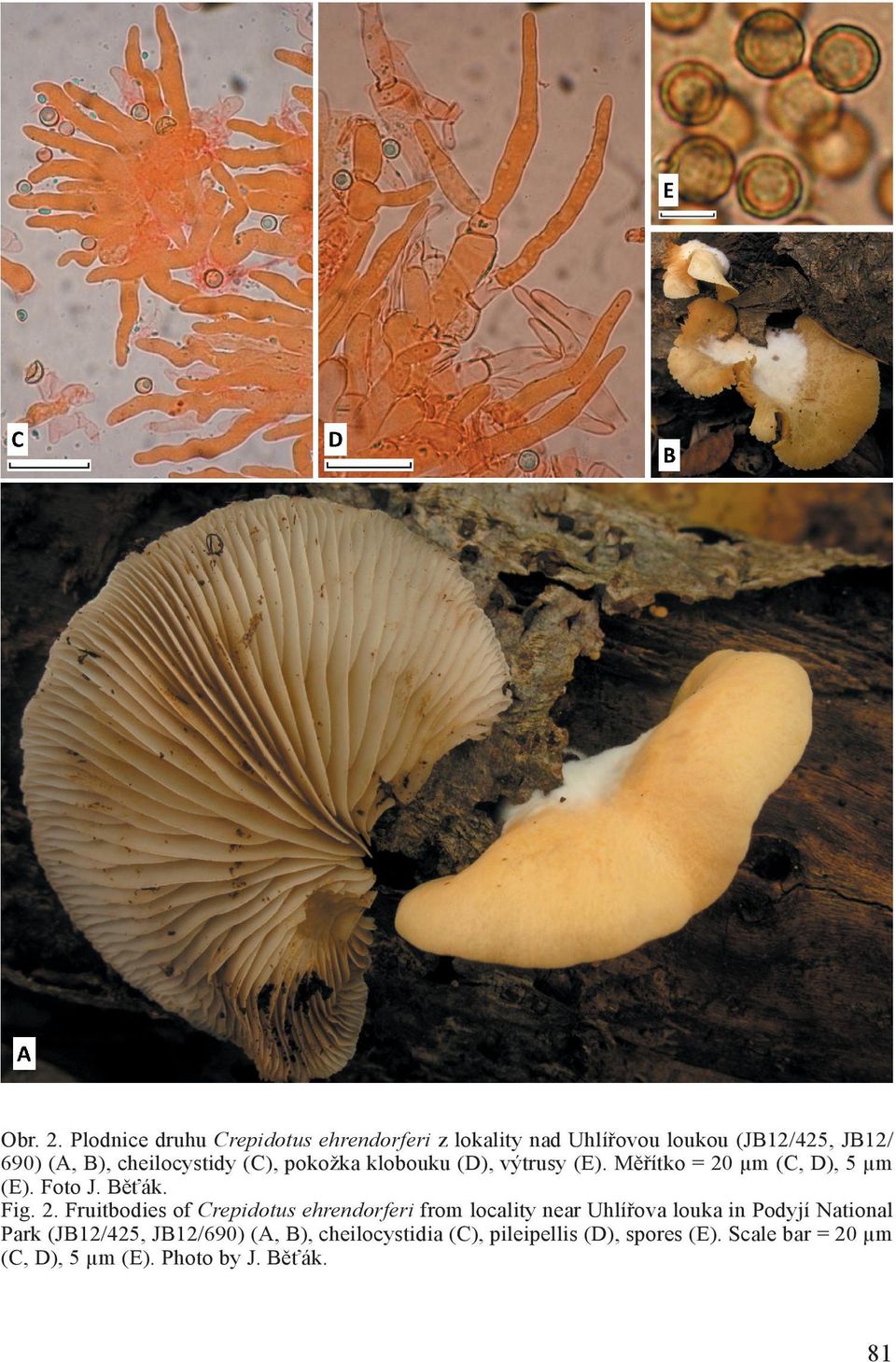 cheilocystidy (C), pokožka klobouku (D), výtrusy (E). Měřítko = 20