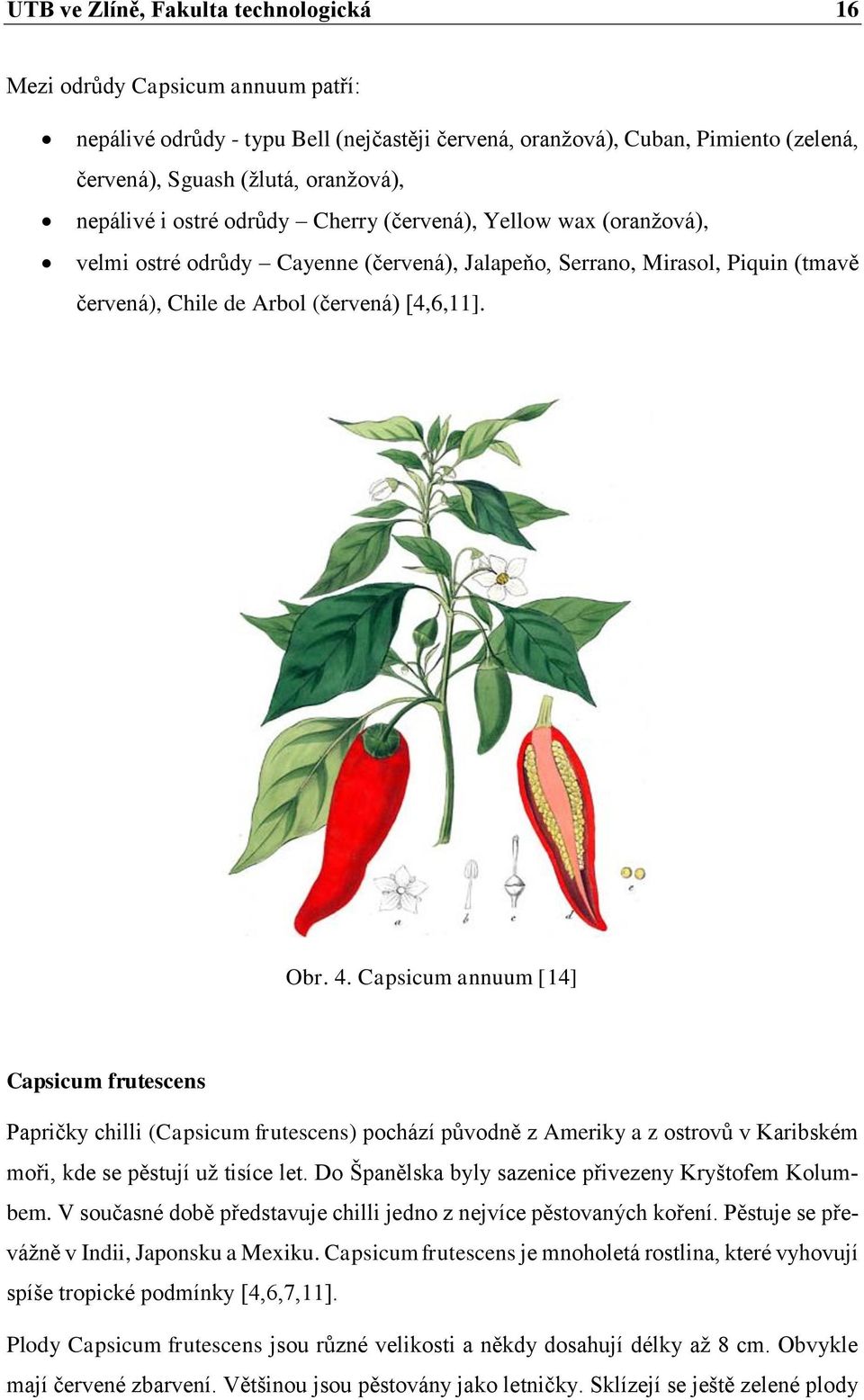 Capsicum annuum [14] Capsicum frutescens Papričky chilli (Capsicum frutescens) pochází původně z Ameriky a z ostrovů v Karibském moři, kde se pěstují už tisíce let.
