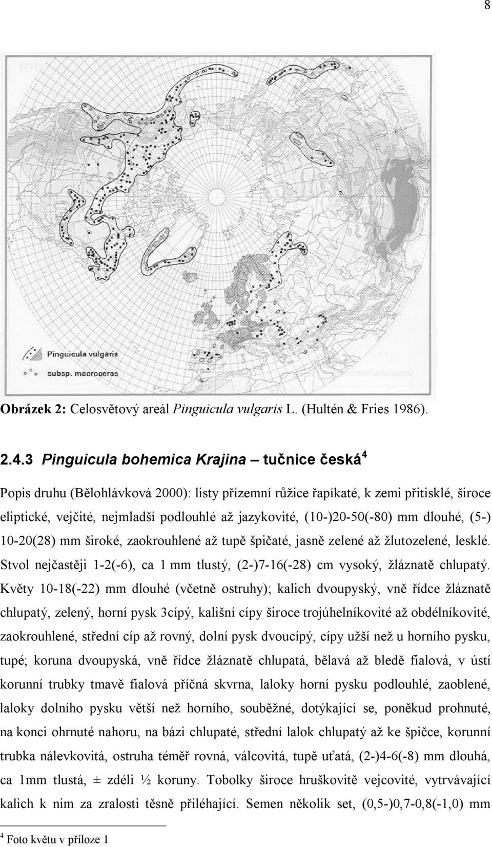 (10-)20-50(-80) mm dlouhé, (5-) 10-20(28) mm široké, zaokrouhlené až tupě špičaté, jasně zelené až žlutozelené, lesklé.