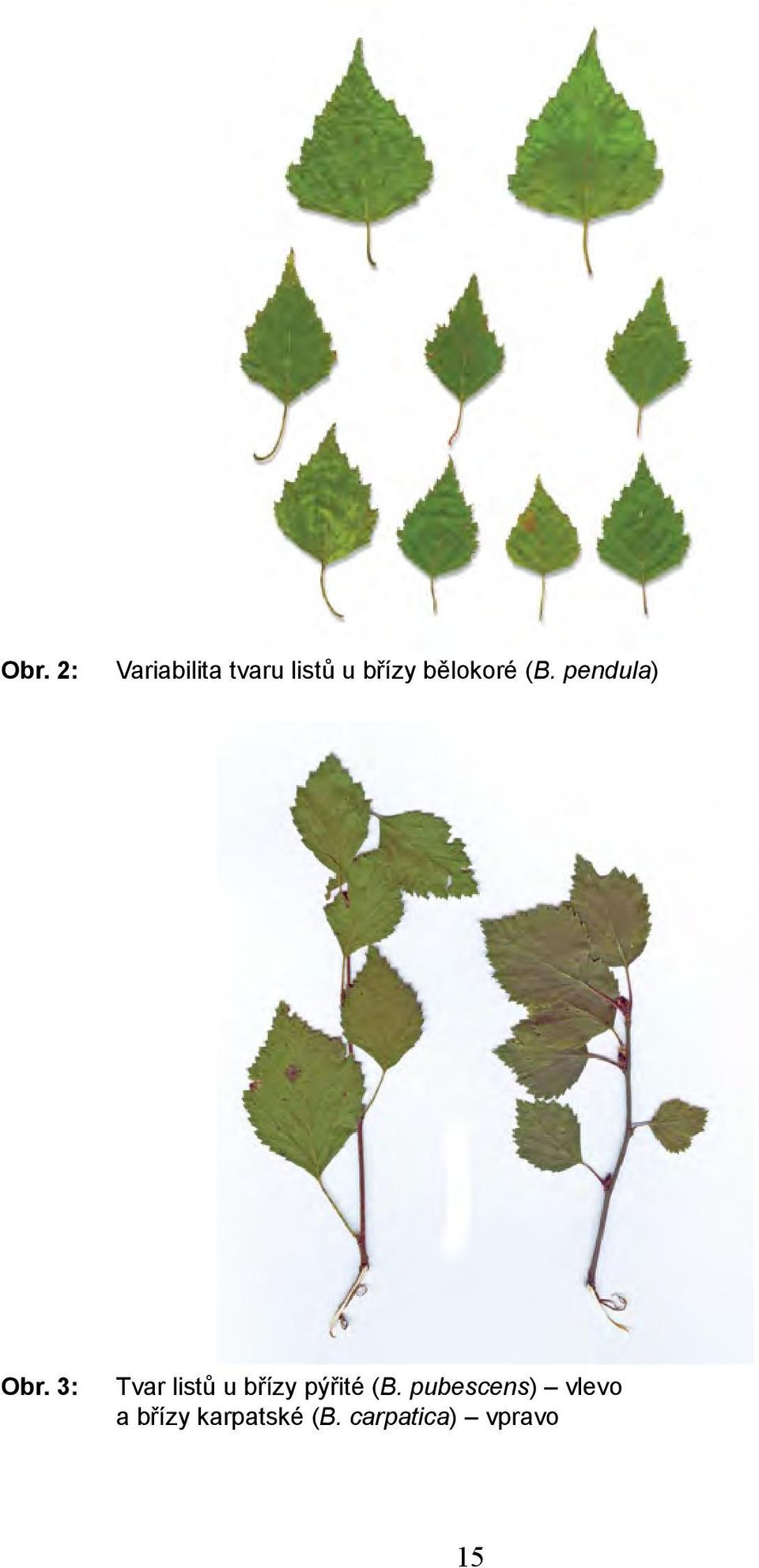 3: Tvar listů u břízy pýřité (B.