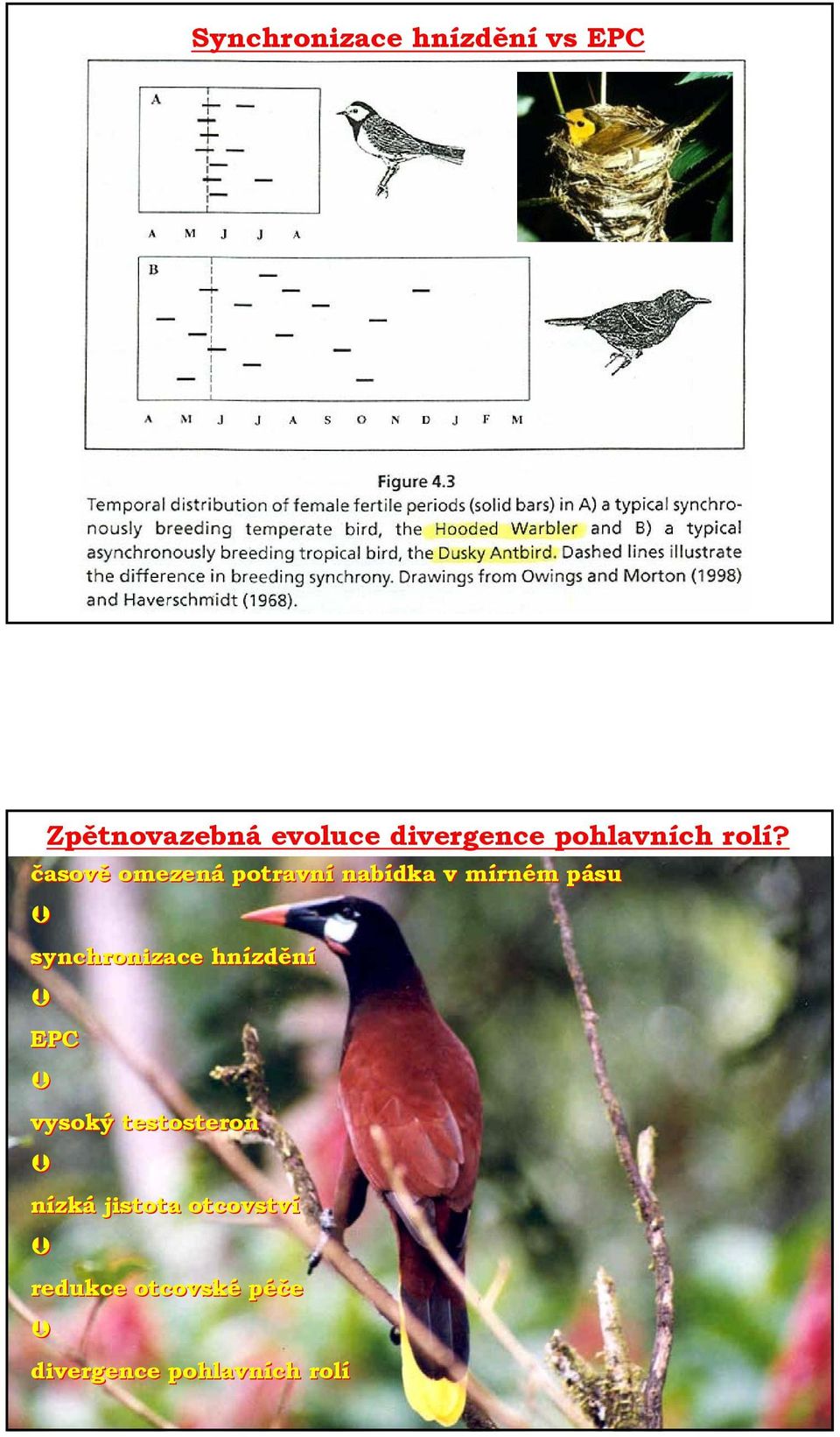 časově omezená potravní nabídka v mírném pásu synchronizace