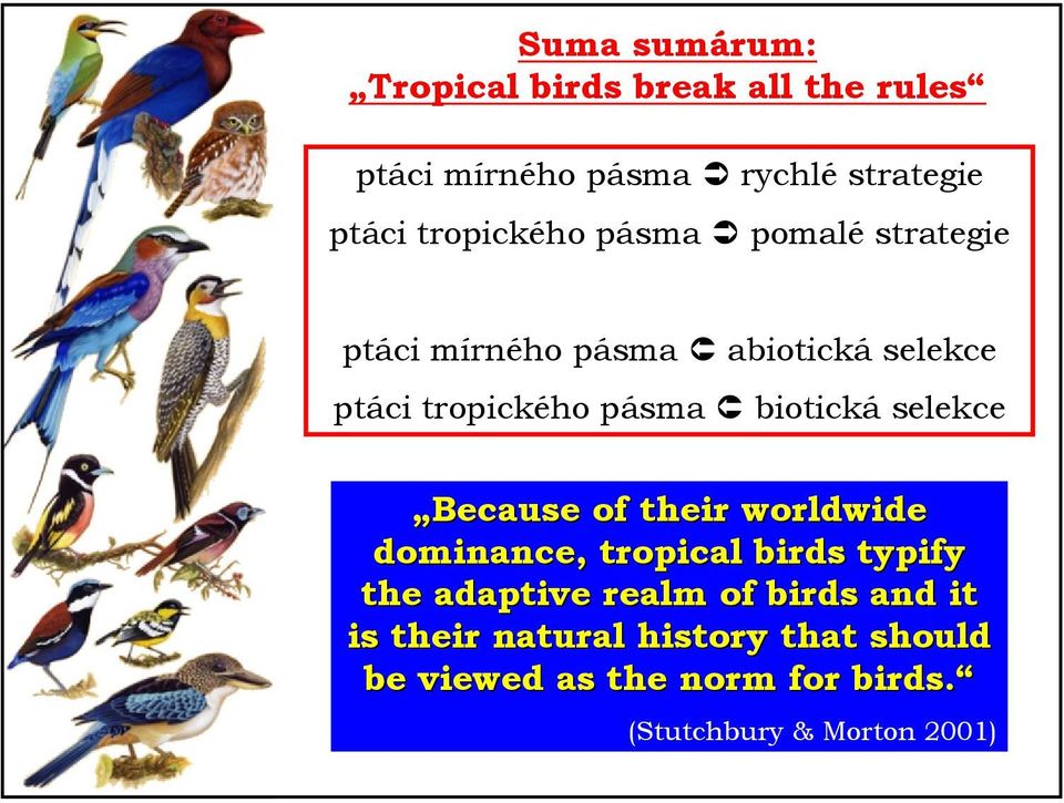 biotická selekce Because of their worldwide dominance, tropical birds typify the adaptive realm of