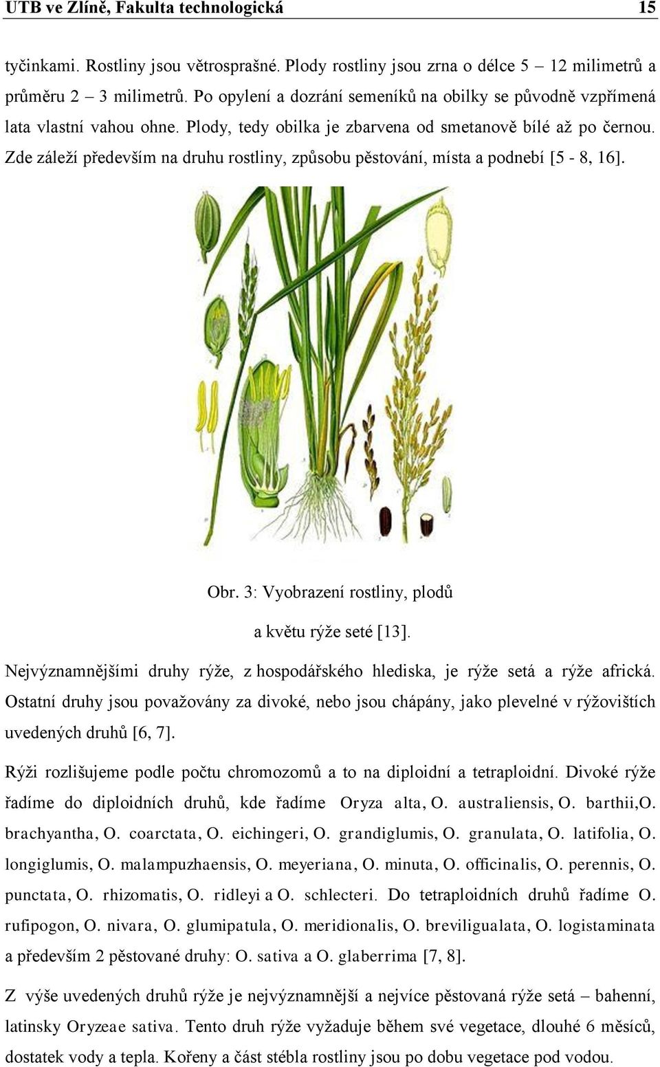 Zde záleţí především na druhu rostliny, způsobu pěstování, místa a podnebí [5-8, 16]. Obr. 3: Vyobrazení rostliny, plodů a květu rýţe seté [13].