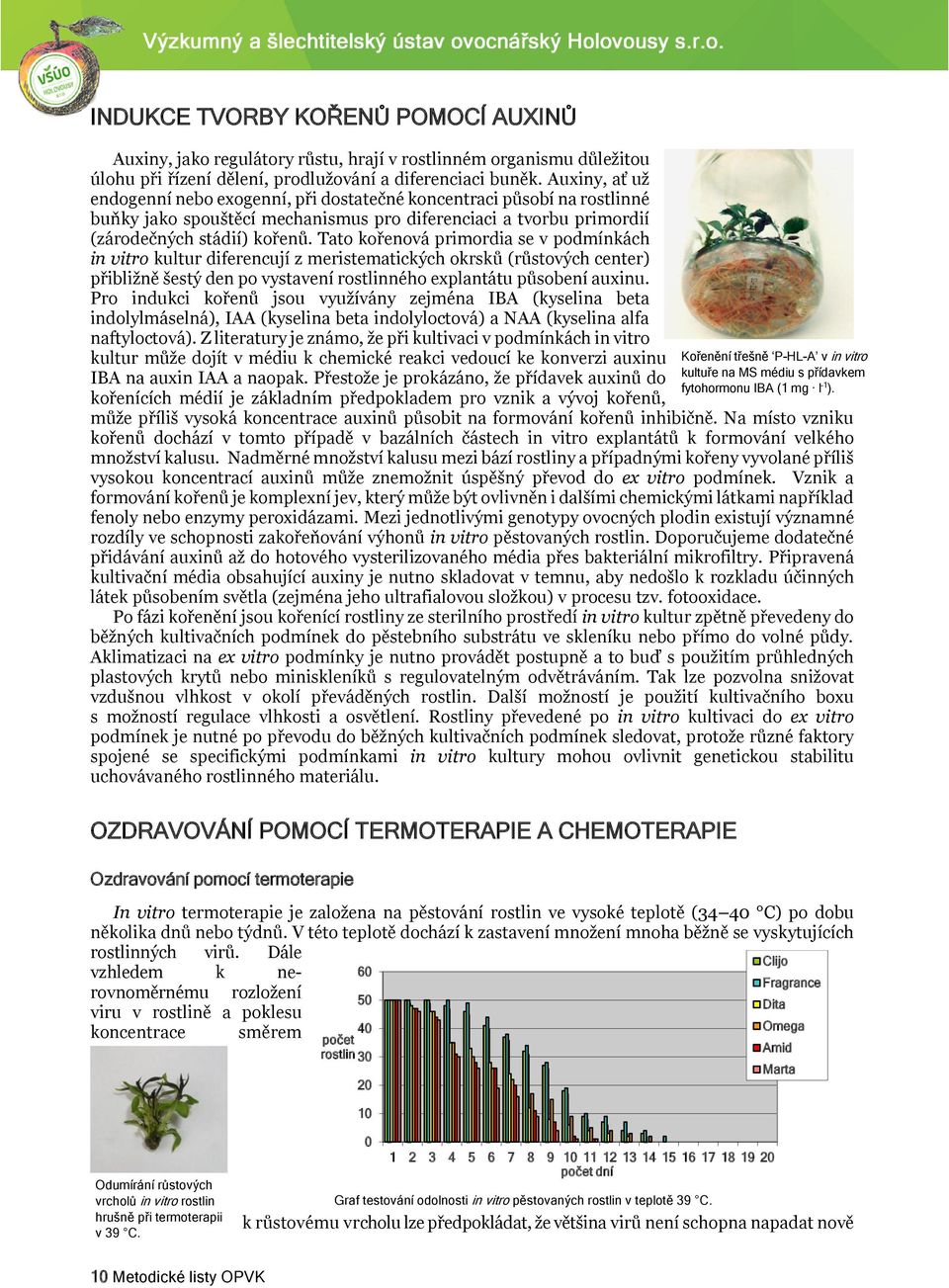 Tato kořenová primordia se v podmínkách in vitro kultur diferencují z meristematických okrsků (růstových center) přibližně šestý den po vystavení rostlinného explantátu působení auxinu.