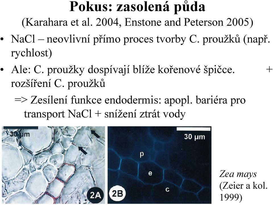 proužků (např. rychlost) Ale: C. proužky dospívají blíže kořenové špičce.