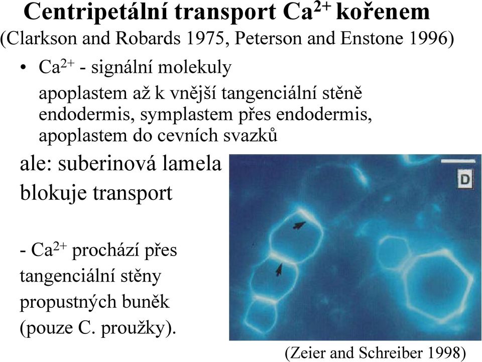 přes endodermis, apoplastem do cevních svazků ale: suberinová lamela blokuje transport - Ca