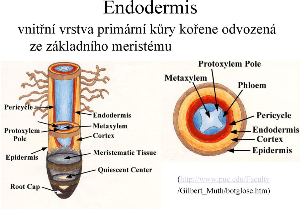 základního meristému (http://www.