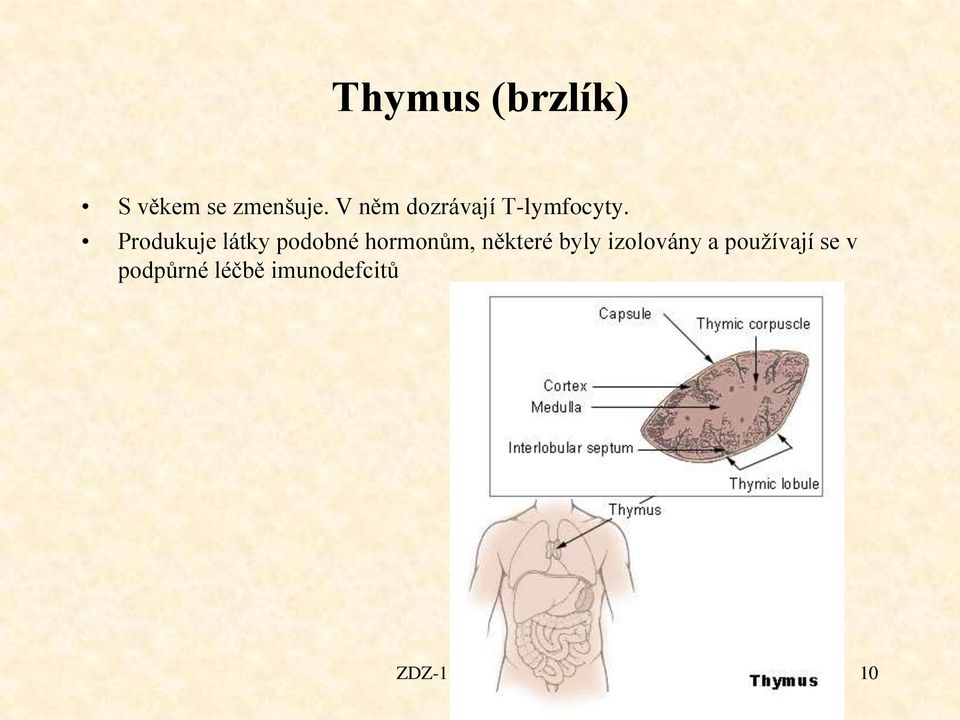 Produkuje látky podobné hormonům, některé byly