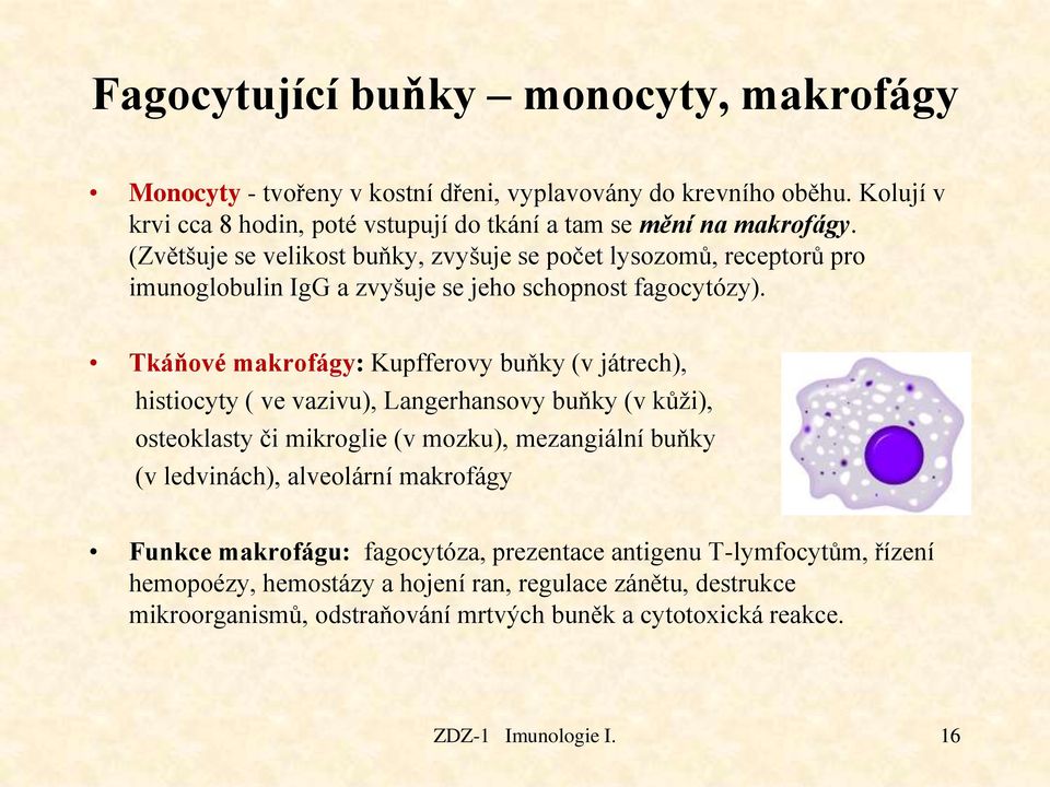 Tkáňové makrofágy: Kupfferovy buňky (v játrech), histiocyty ( ve vazivu), Langerhansovy buňky (v kůži), osteoklasty či mikroglie (v mozku), mezangiální buňky (v ledvinách),