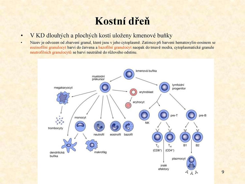 Zatímco při barvení hematoxylin-eosinem se eozinofilní granulocyt barví do červena a