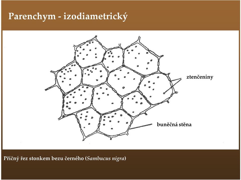 ztenčeniny buněčná stěna