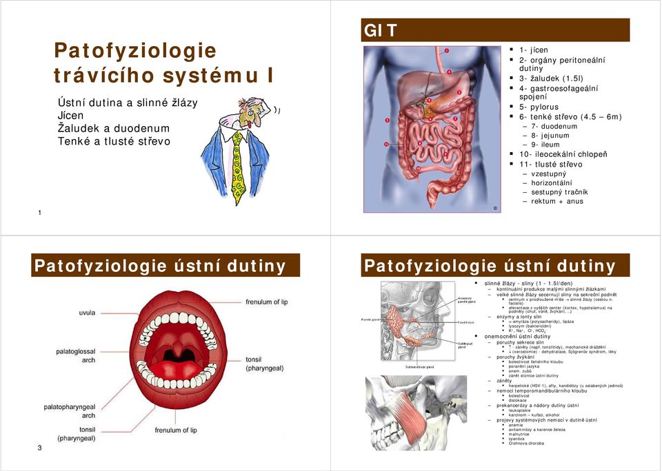 5 6m) 7- duodenum 8- jejunum 9- ileum 10- ileocekální chlopeň 11- tlusté střevo vzestupný horizontální sestupný tračník rektum + anus Patofyziologie ústní dutiny 3 Patofyziologie ústní dutiny 4