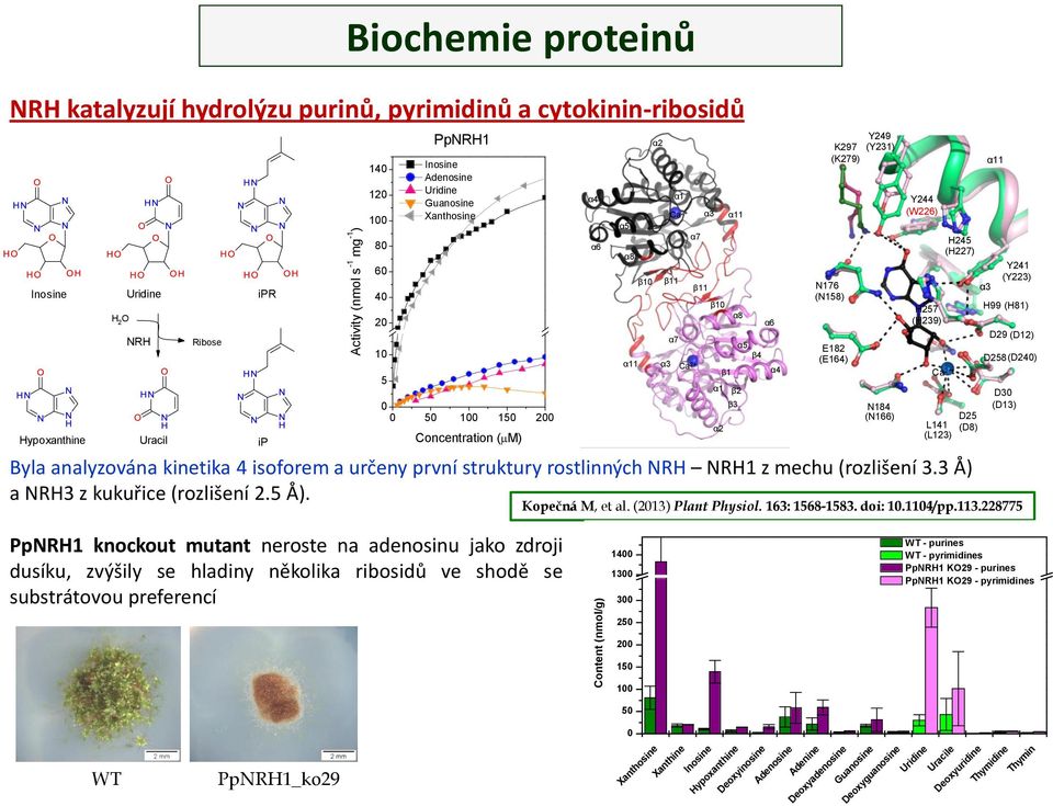 kinetika 4 isoforem a určeny první struktury rostlinných NRH NRH1 z mechu (rozlišení 3.3 Å) a NRH3 z kukuřice (rozlišení 2.5 Å).