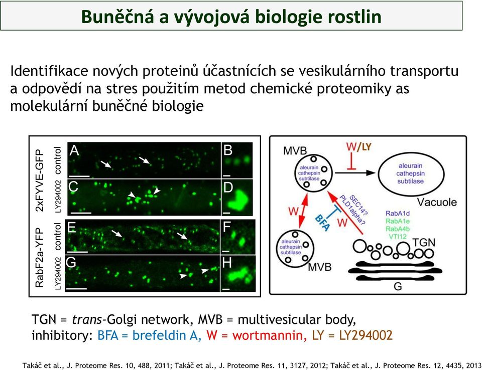 MVB = multivesicular body, inhibitory: BFA = brefeldin A, W = wortmannin, LY = LY294002 Takáč et al., J.