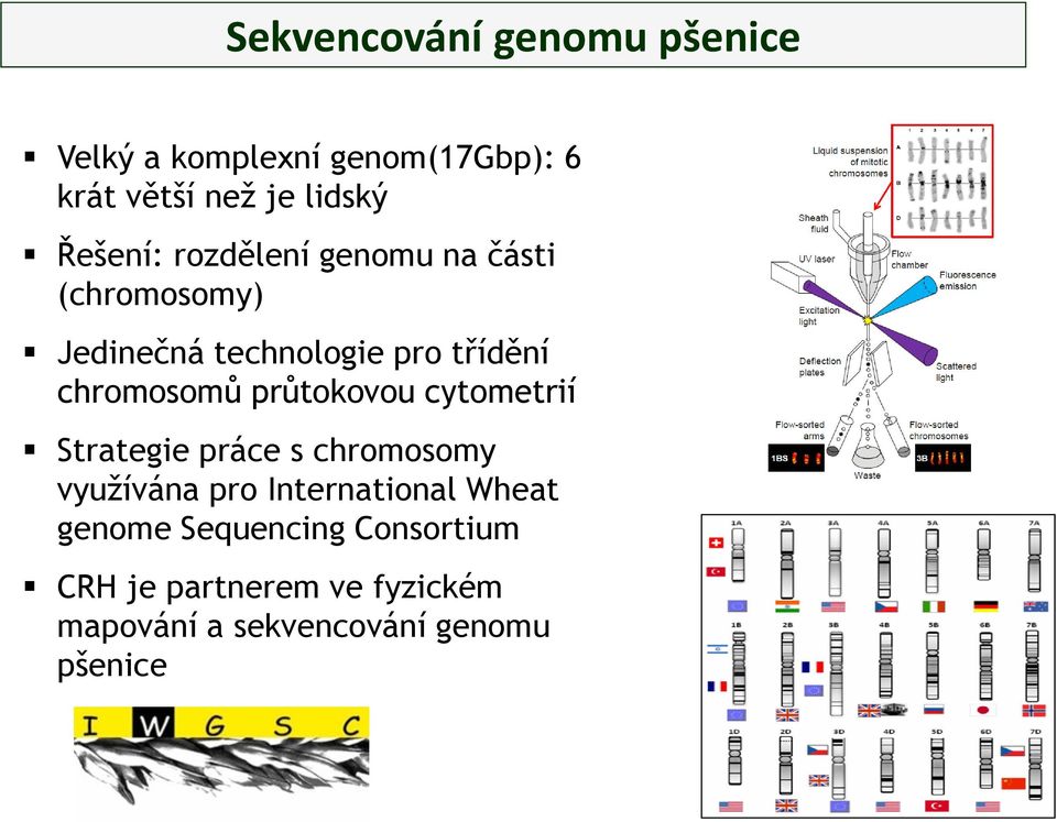 chromosomů průtokovou cytometrií Strategie práce s chromosomy využívána pro International