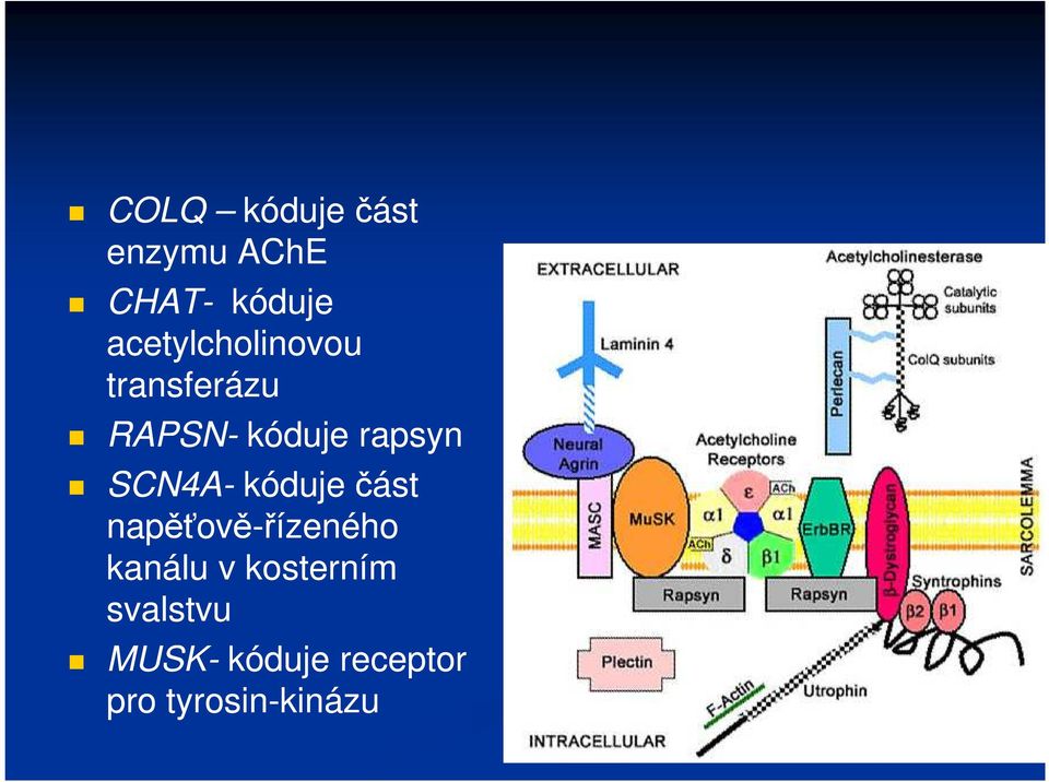 SCN4A- kóduje část napěťově-řízeného kanálu v