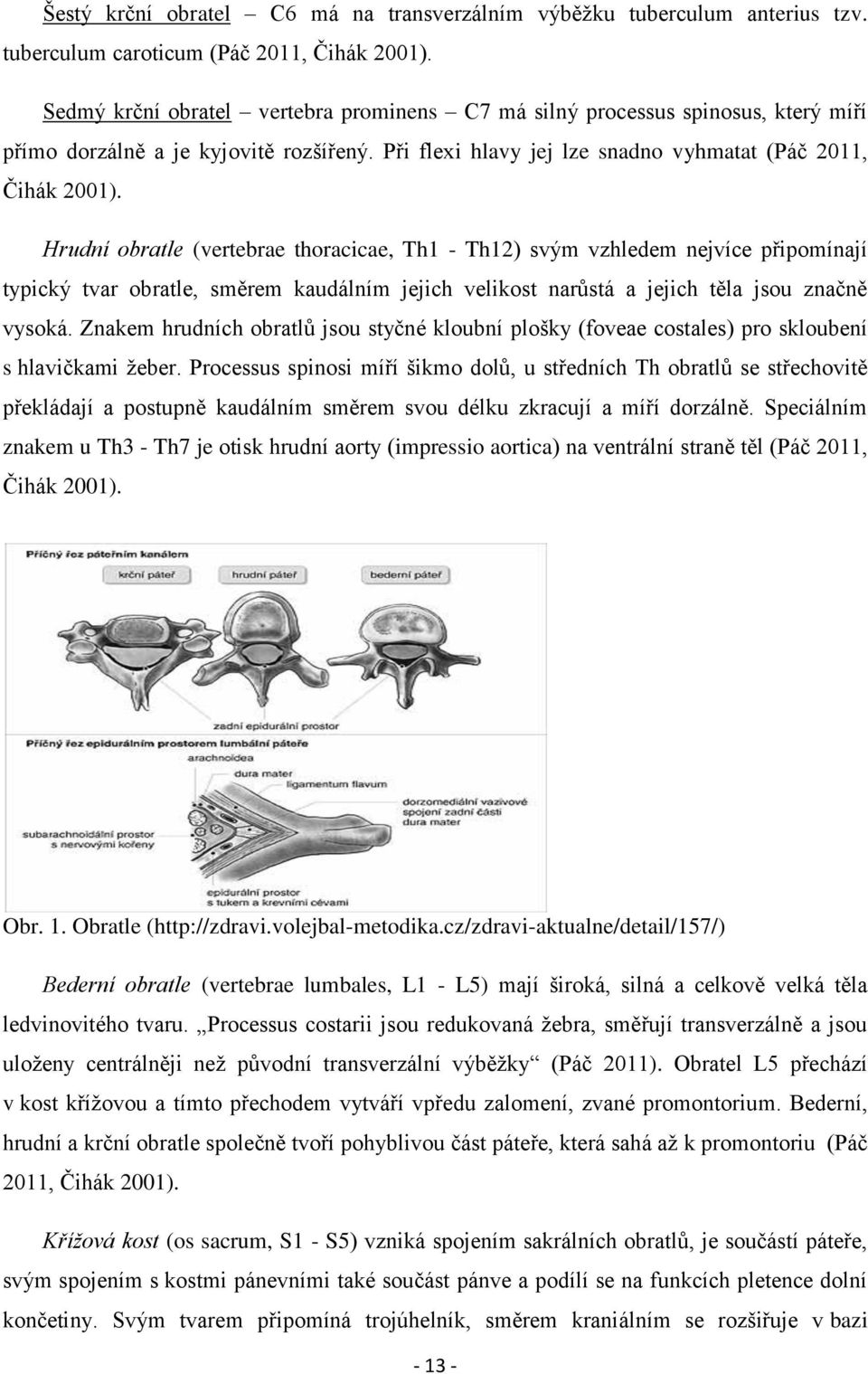 Hrudní obratle (vertebrae thoracicae, Th1 - Th12) svým vzhledem nejvíce připomínají typický tvar obratle, směrem kaudálním jejich velikost narůstá a jejich těla jsou značně vysoká.