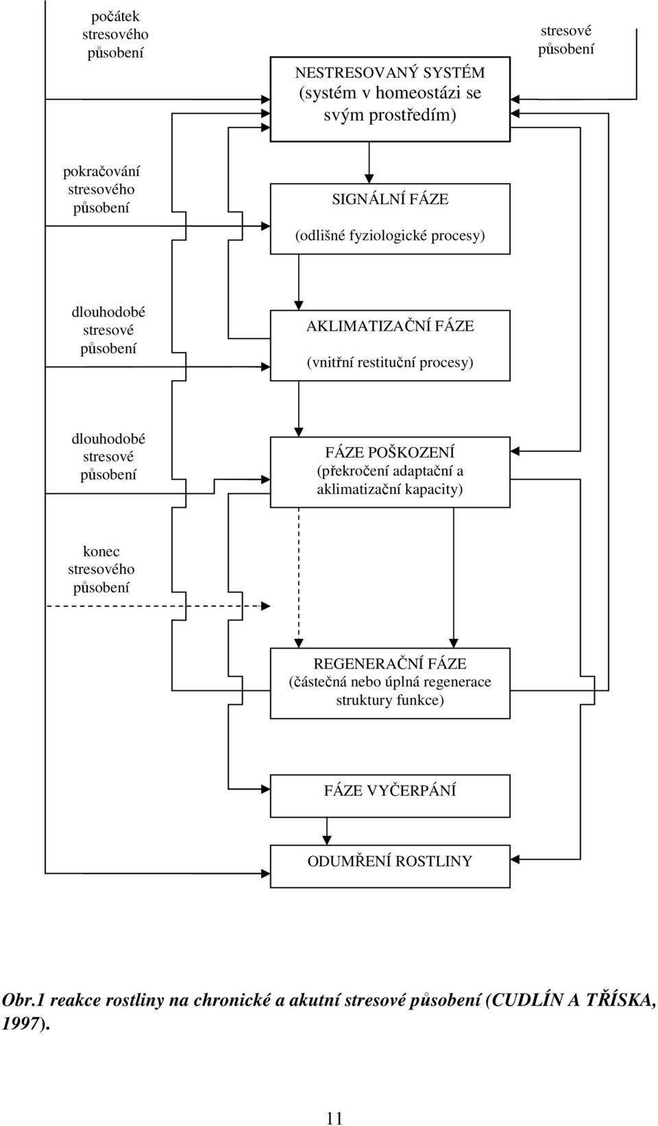 působení FÁZE POŠKOZENÍ (překročení adaptační a aklimatizační kapacity) konec stresového působení REGENERAČNÍ FÁZE (částečná nebo úplná