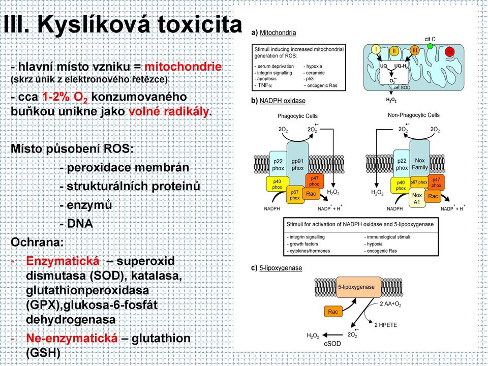 Místo působení ROS: Ochrana: - peroxidace membrán - strukturálních proteinů - enzymů - DNA -