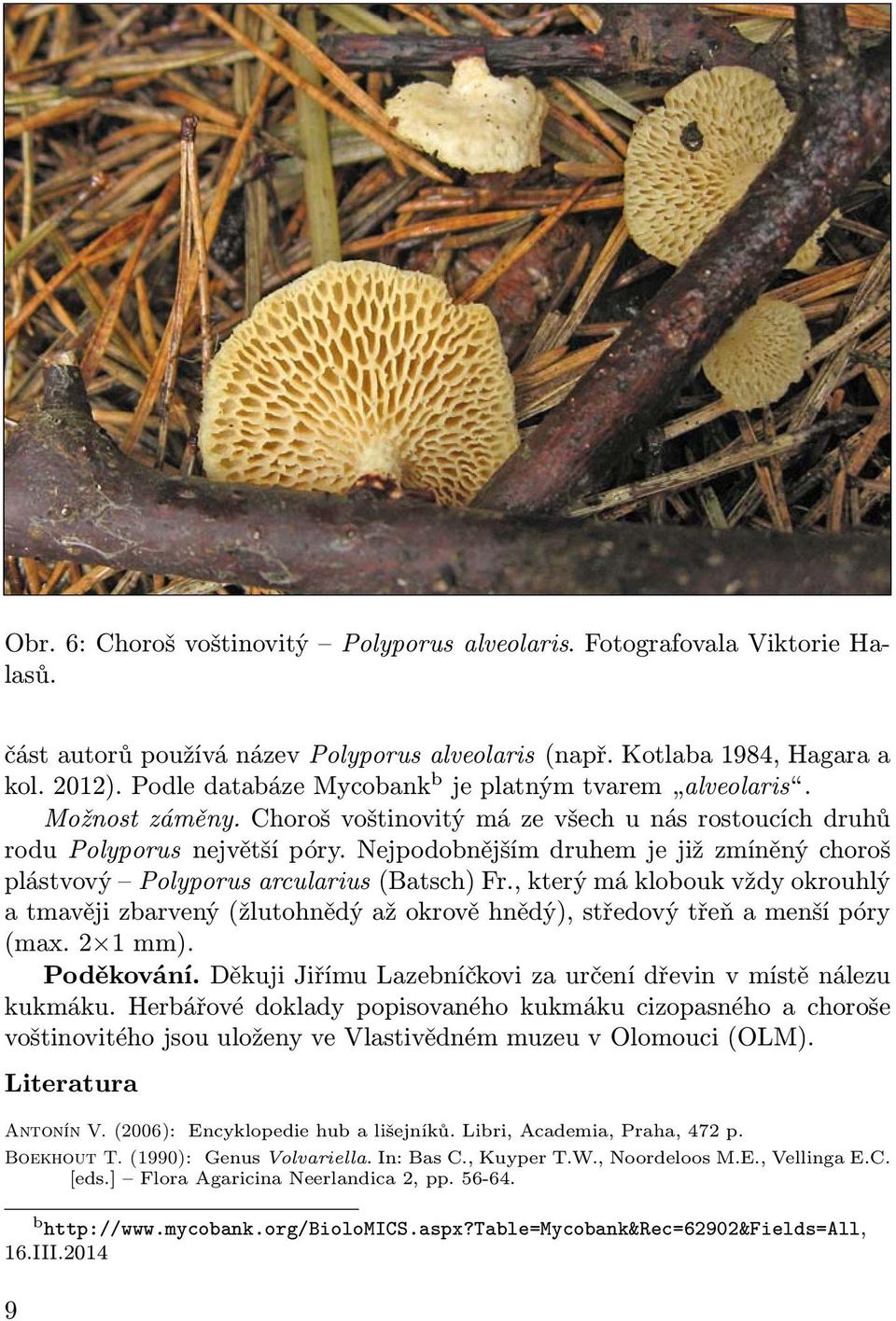 Nejpodobnějším druhem je již zmíněný choroš plástvový Polyporus arcularius (Batsch) Fr.