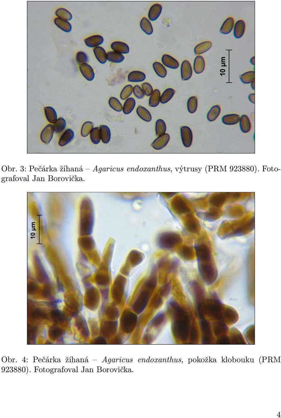 Obr. 4: Pečárka žíhaná Agaricus endoxanthus,