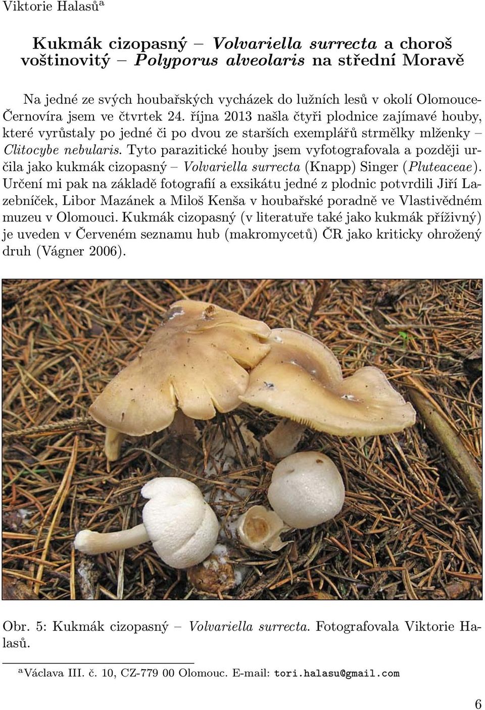 Tyto parazitické houby jsem vyfotografovala a později určila jako kukmák cizopasný Volvariella surrecta (Knapp) Singer (Pluteaceae).