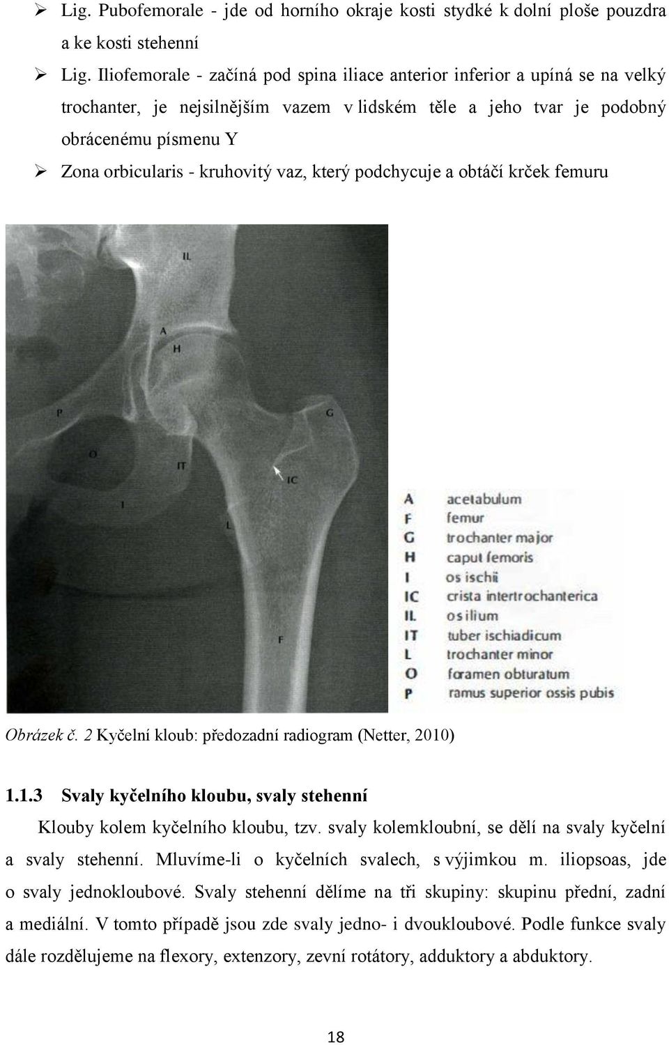 vaz, který podchycuje a obtáčí krček femuru Obrázek č. 2 Kyčelní kloub: předozadní radiogram (Netter, 2010) 1.1.3 Svaly kyčelního kloubu, svaly stehenní Klouby kolem kyčelního kloubu, tzv.