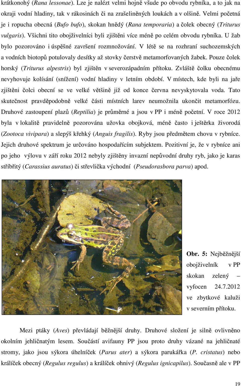 U žab bylo pozorováno i úspěšné završení rozmnožování. V létě se na rozhraní suchozemských a vodních biotopů potulovaly desítky až stovky čerstvě metamorfovaných žabek.