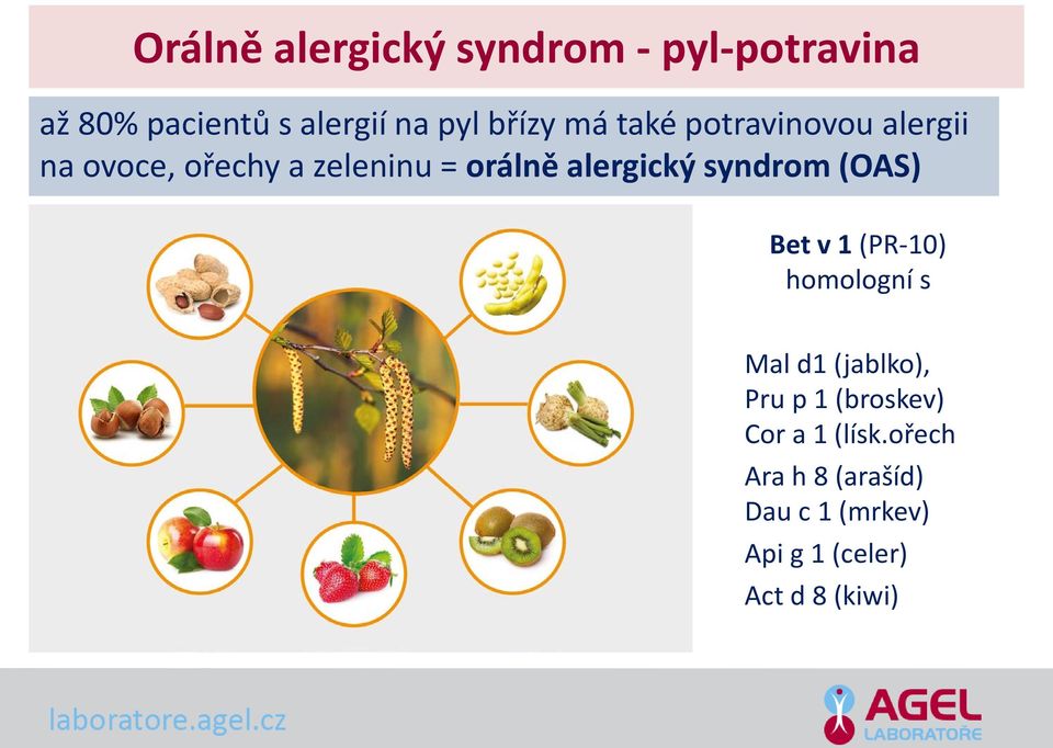 alergický syndrom (OAS) Bet v 1 (PR-10) homologní s Mal d1 (jablko), Pru p 1