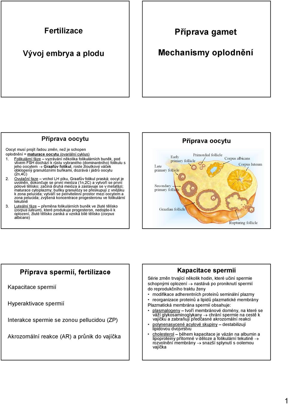 buňkami, dozrává i jádro oocytu (2n,4C) 2.