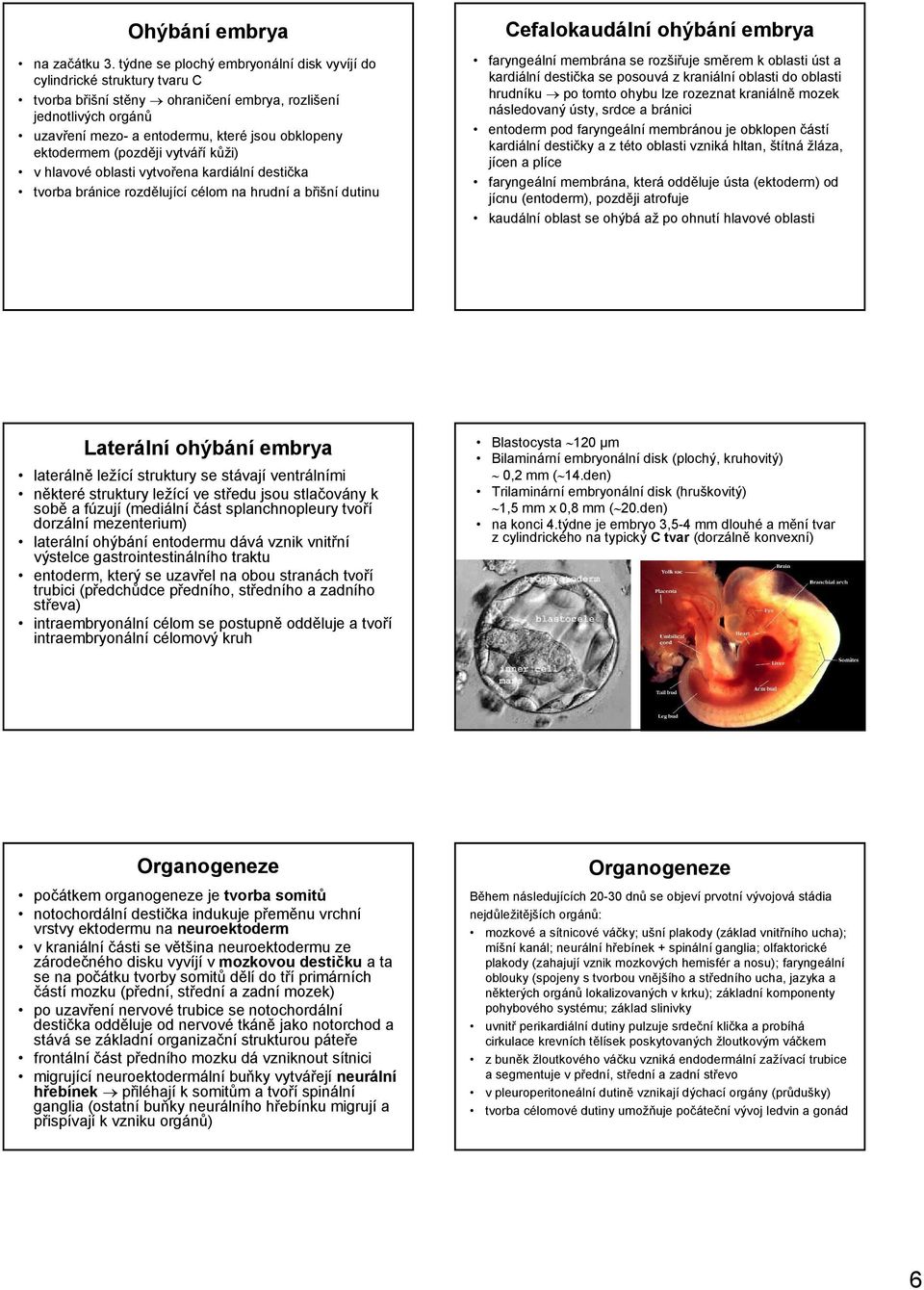 ektodermem (později vytváří kůži) v hlavové oblasti vytvořena kardiální destička tvorba bránice rozdělující célom na hrudní a břišní dutinu Cefalokaudální ohýbání embrya faryngeální membrána se