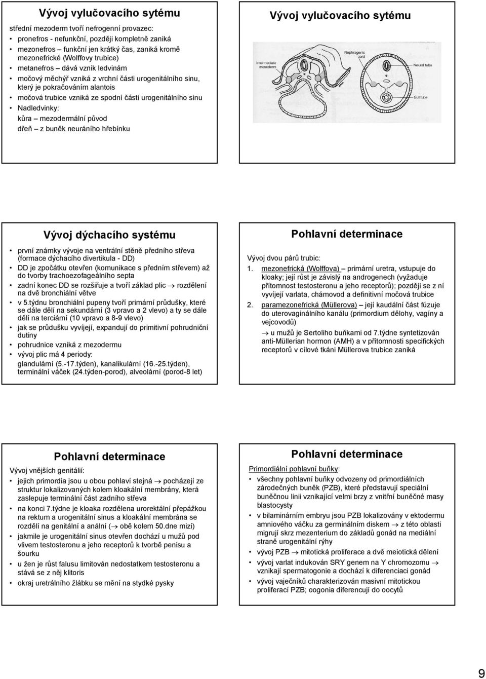 mezodermální původ dřeň z buněk neuráního hřebínku Vývoj vylučovacího sytému Vývoj dýchacího systému první známky vývoje na ventrální stěně předního střeva (formace dýchacího divertikula - DD) DD je