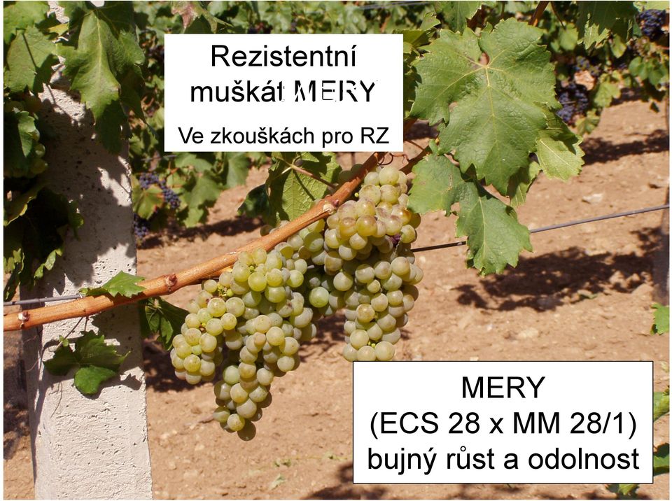 RZ MERY (ECS 28 x MM