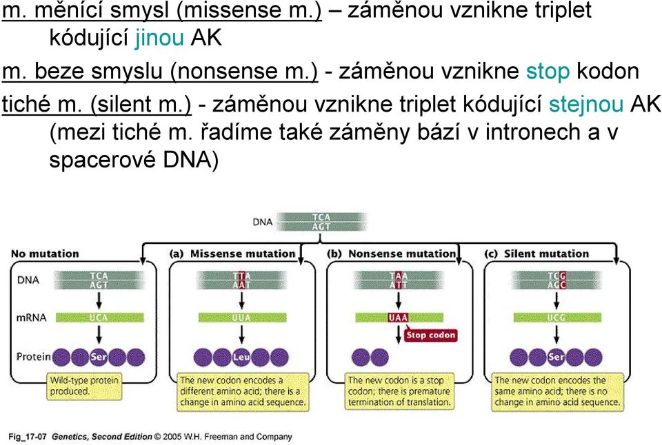 beze smyslu (nonsense m.) -záměnou vznikne stop kodon tiché m.