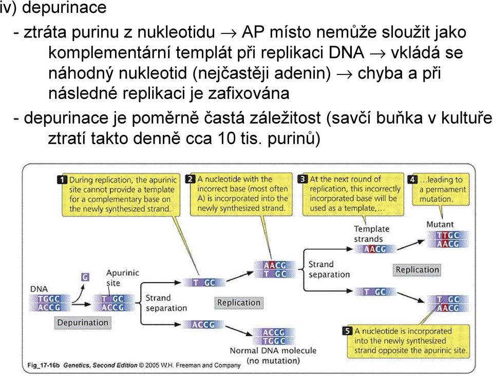 (nejčastěji adenin) chyba a při následné replikaci je zafixována -depurinace