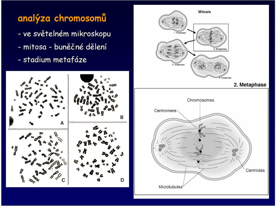 mikroskopu - mitosa -