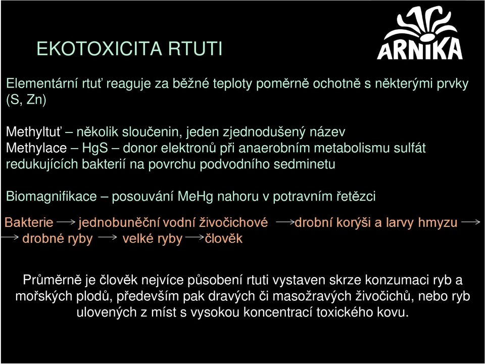 sedminetu Biomagnifikace posouvání MeHg nahoru v potravním řetězci Průměrně je člověk nejvíce působení rtuti vystaven skrze