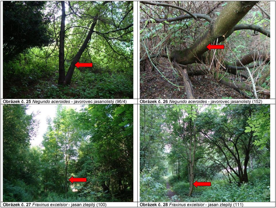 Negundo aceroides - javorovec jasanolistý (152)  27