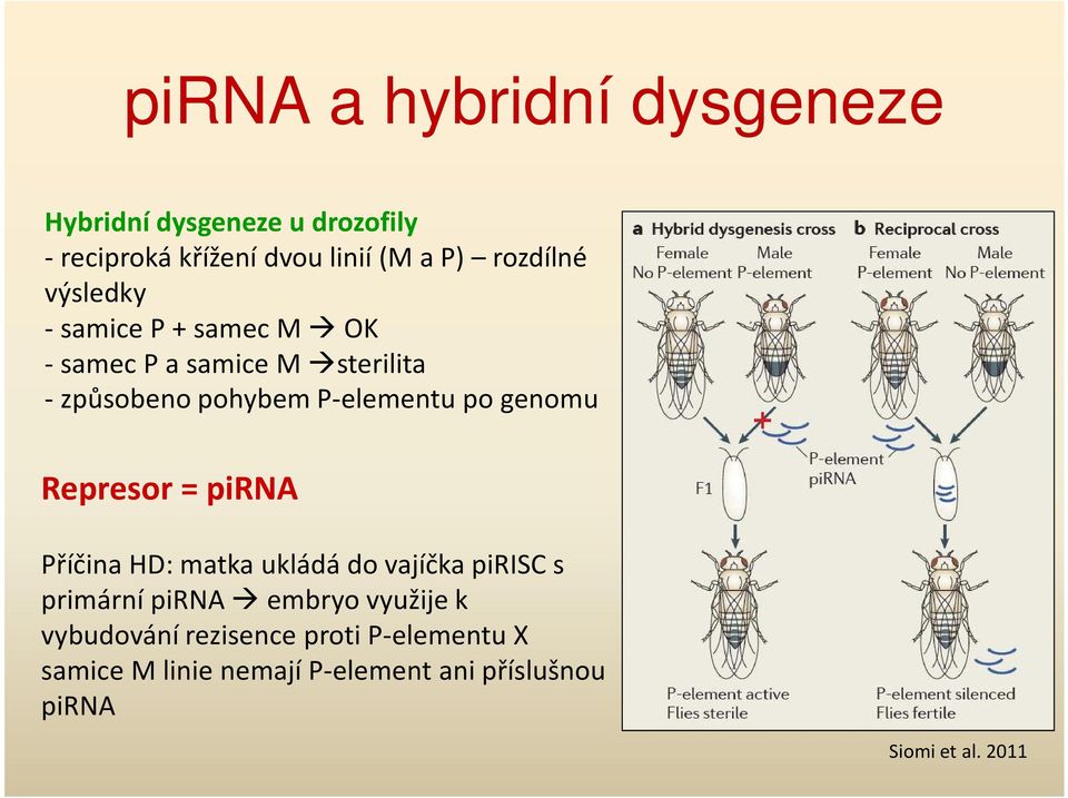 po genomu Represor = pirna Příčina HD: matka ukládá do vajíčka pirisc s primární pirna embryo využije