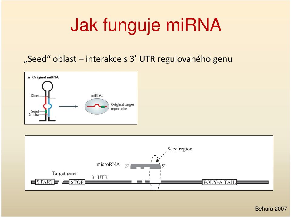 interakce s 3 UTR