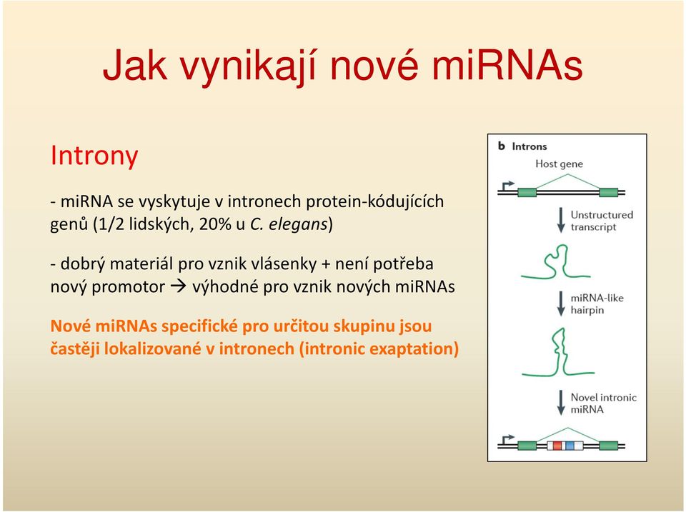 elegans) -dobrý materiál pro vznik vlásenky + není potřeba nový promotor