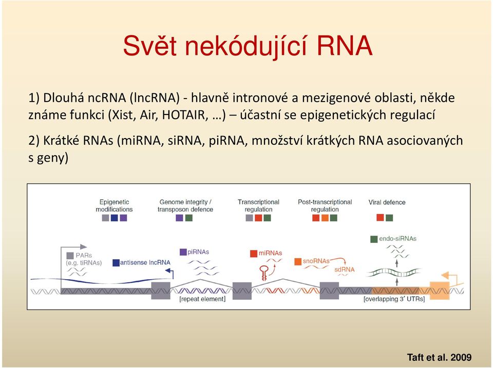 účastní se epigenetických regulací 2) Krátké RNAs (mirna, sirna,
