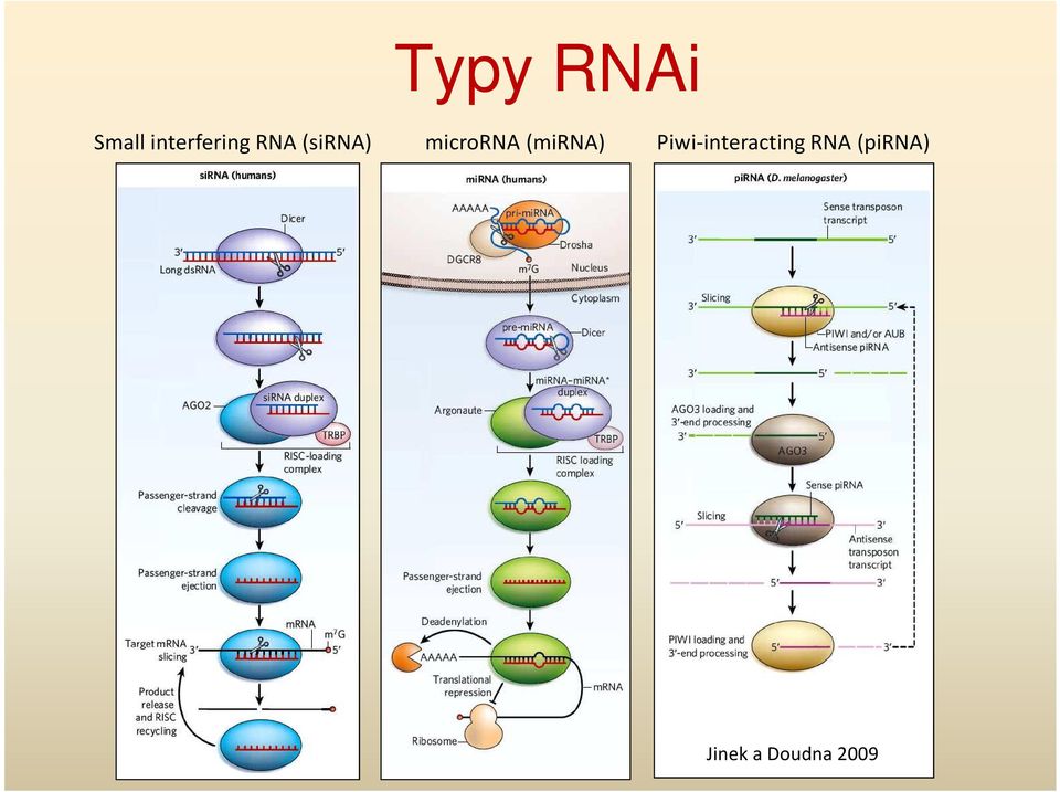 microrna (mirna)