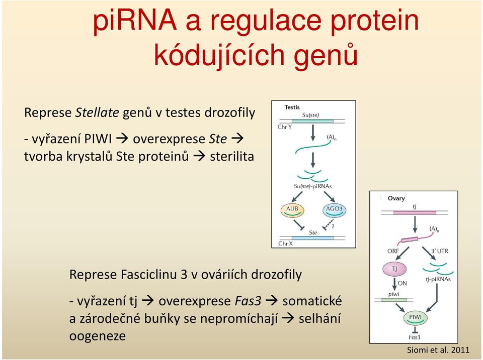 sterilita Represe Fasciclinu 3 v ováriích drozofily - vyřazení tj