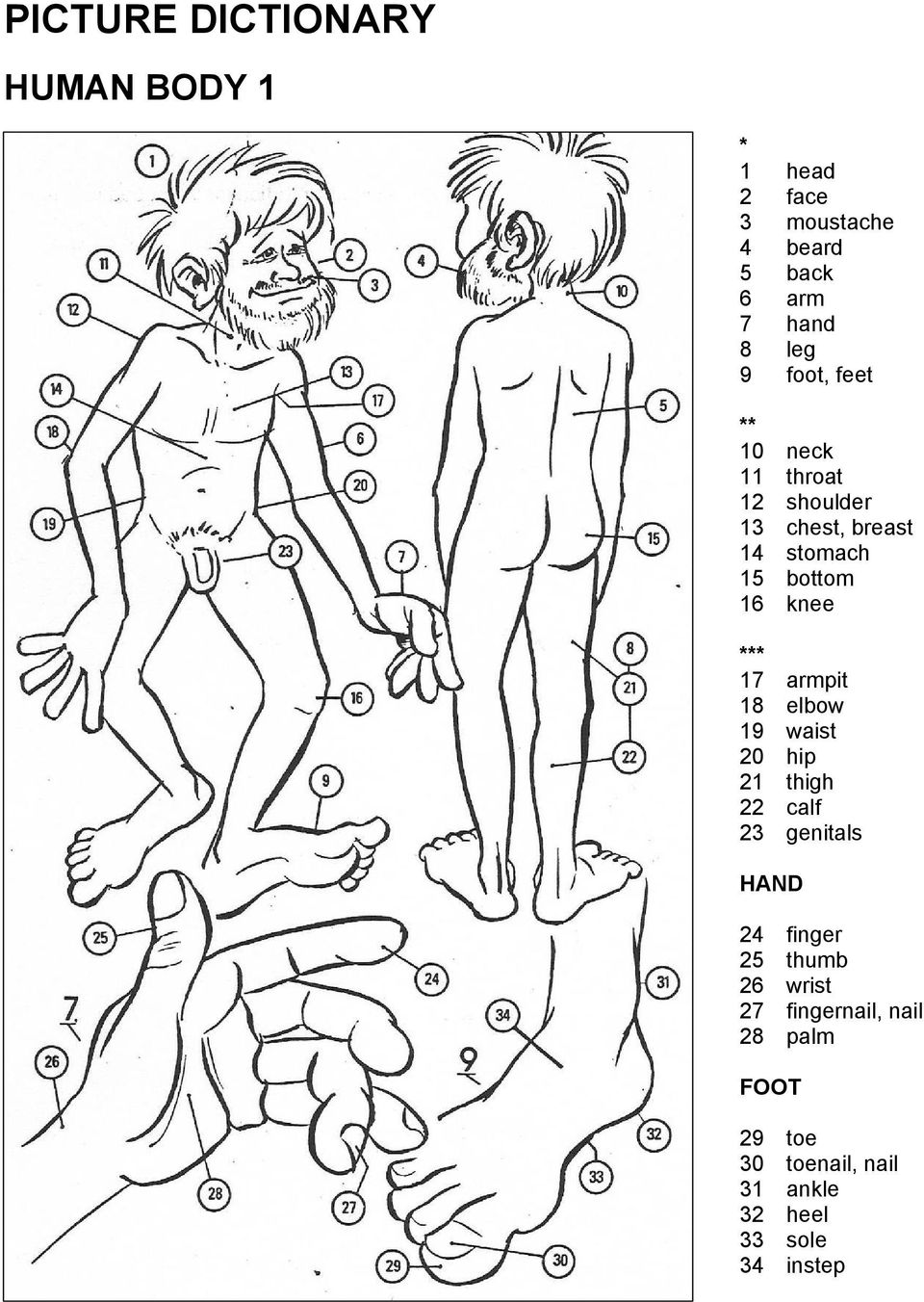 *** 17 armpit 18 elbow 19 waist 20 hip 21 thigh 22 calf 23 genitals HAND 24 finger 25 thumb 26