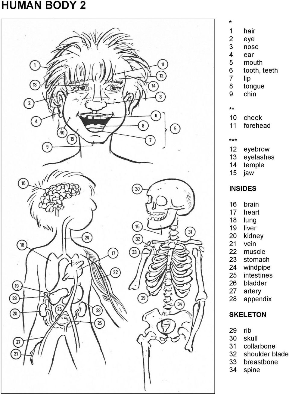 lung 19 liver 20 kidney 21 vein 22 muscle 23 stomach 24 windpipe 25 intestines 26 bladder 27