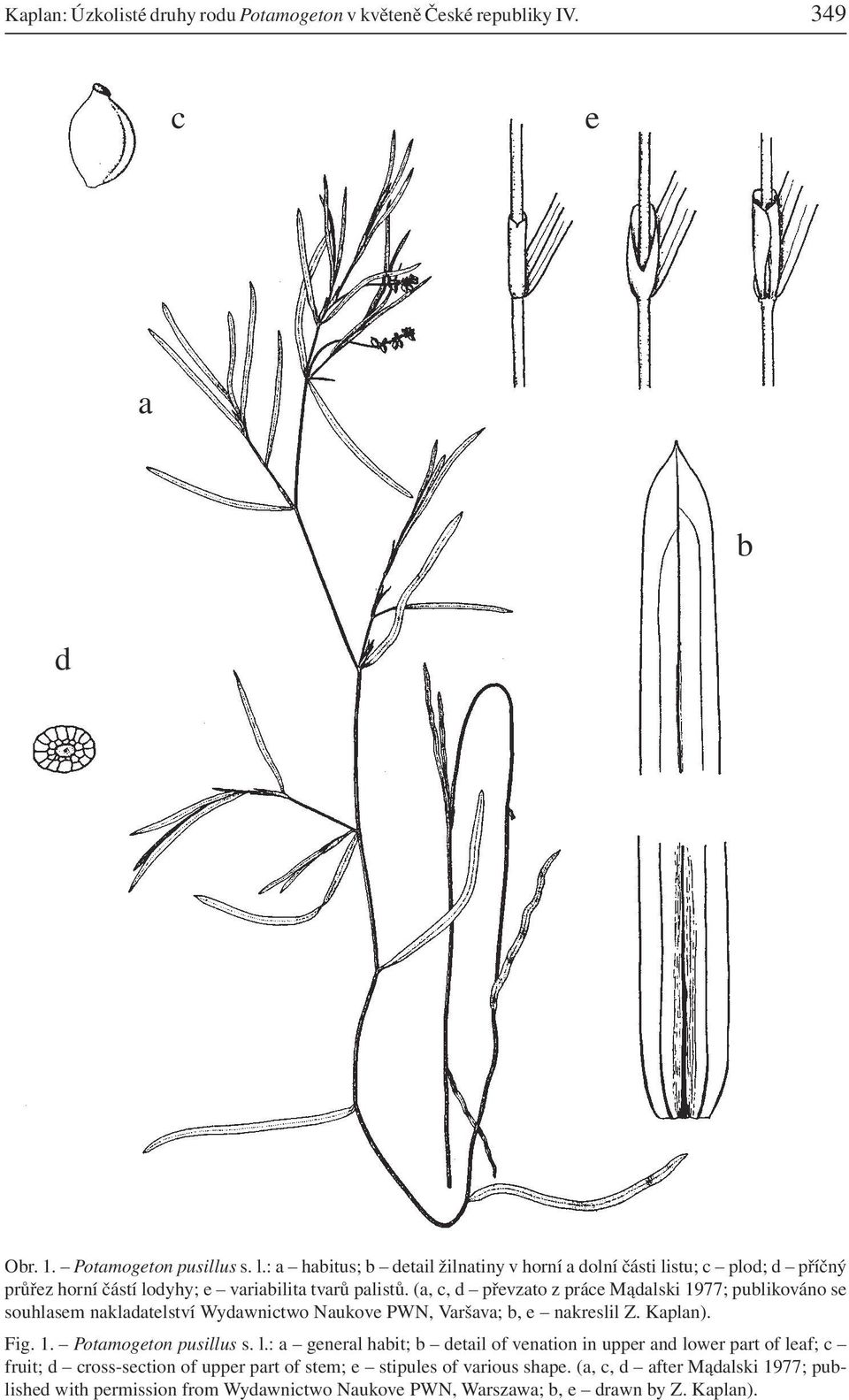 (a, c, d převzato z práce Mądalski 1977; publikováno se souhlasem nakladatelství Wydawnictwo Naukove PWN, Varšava; b, e nakreslil Z. Kaplan). Fig. 1. Potamogeton pusillus s.