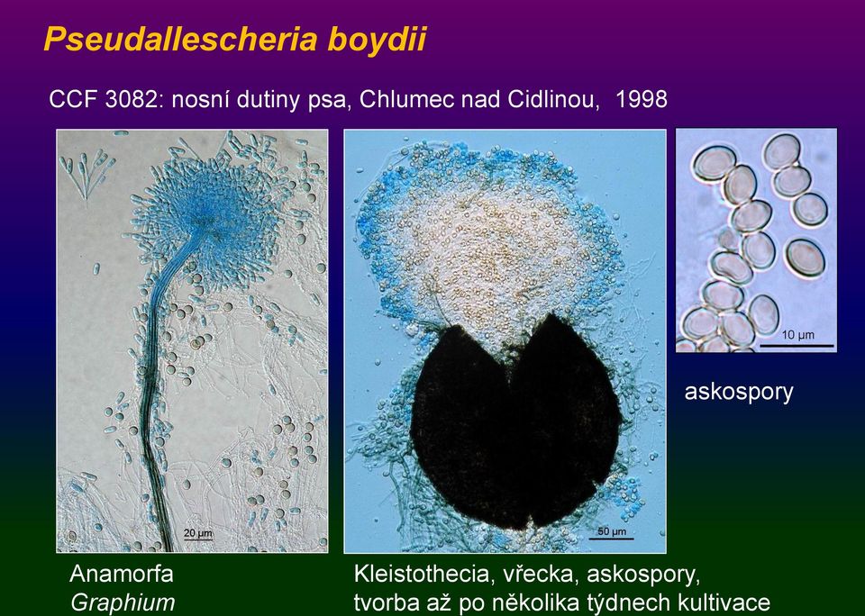 askospory Anamorfa Graphium Kleistothecia,